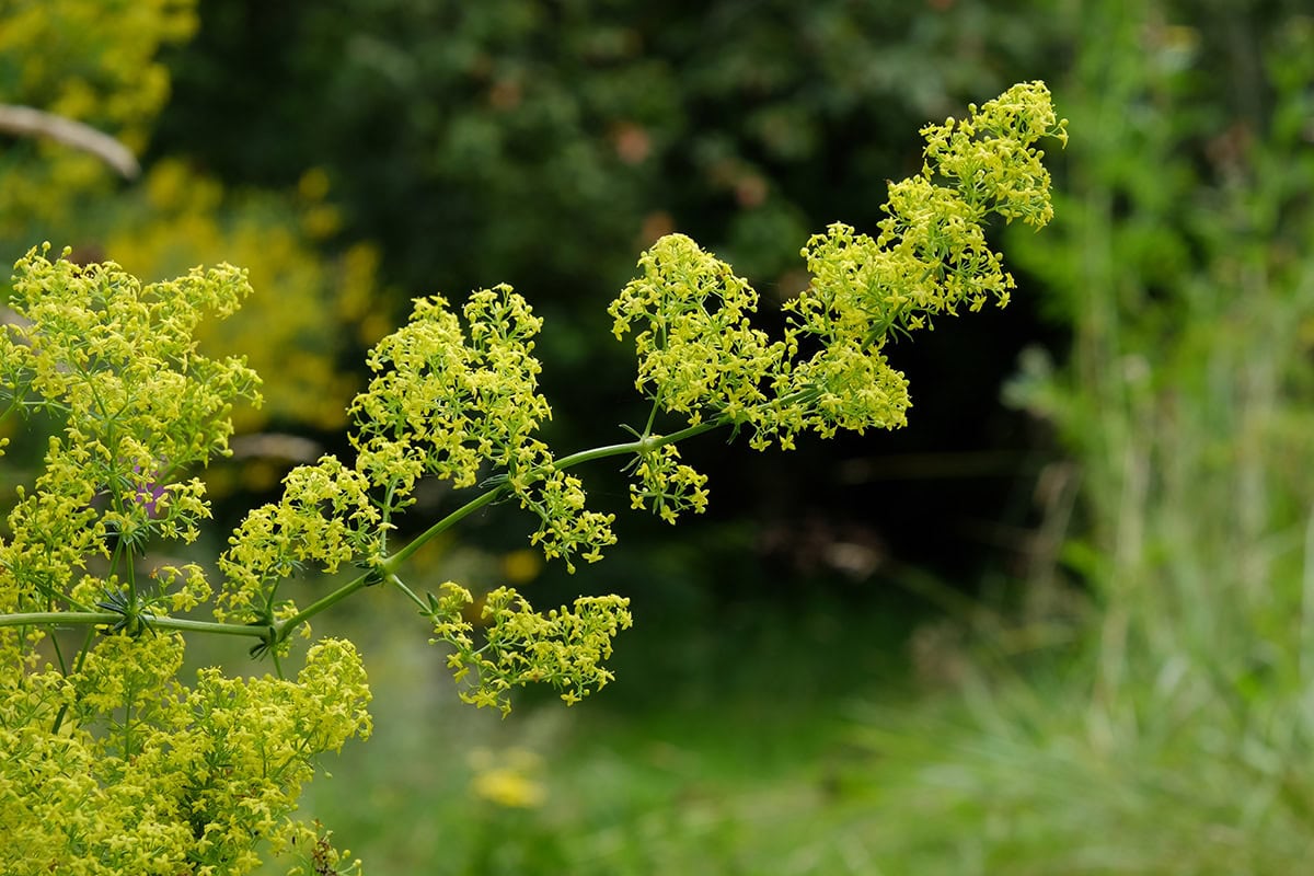 Plant met geelgroene bloemen