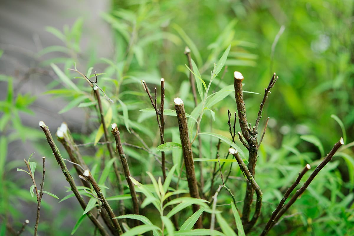 Groene struik met geknipte oude takken