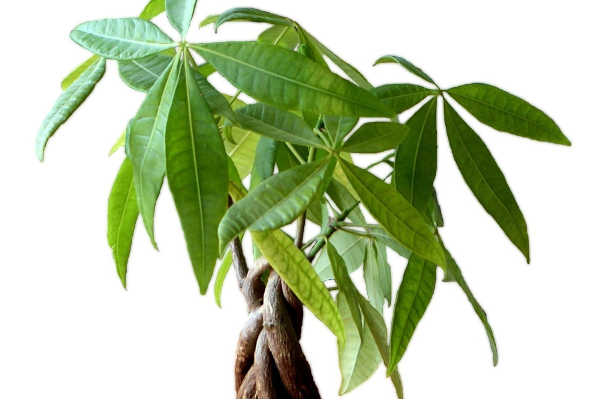Groen blad en gevlochten stam van de geldboom (Pachira aquatica)