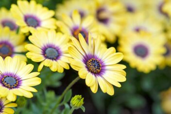 Gele bloemen met paars hart en oranje meeldraden.
