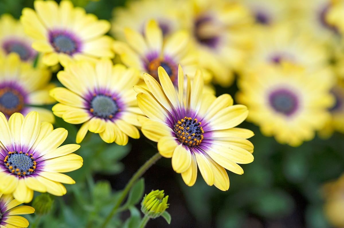 Gele bloemen met paars hart en oranje meeldraden.
