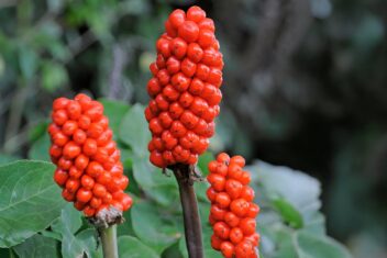 Feloranje bessen aan opgaande stengel van een plant.