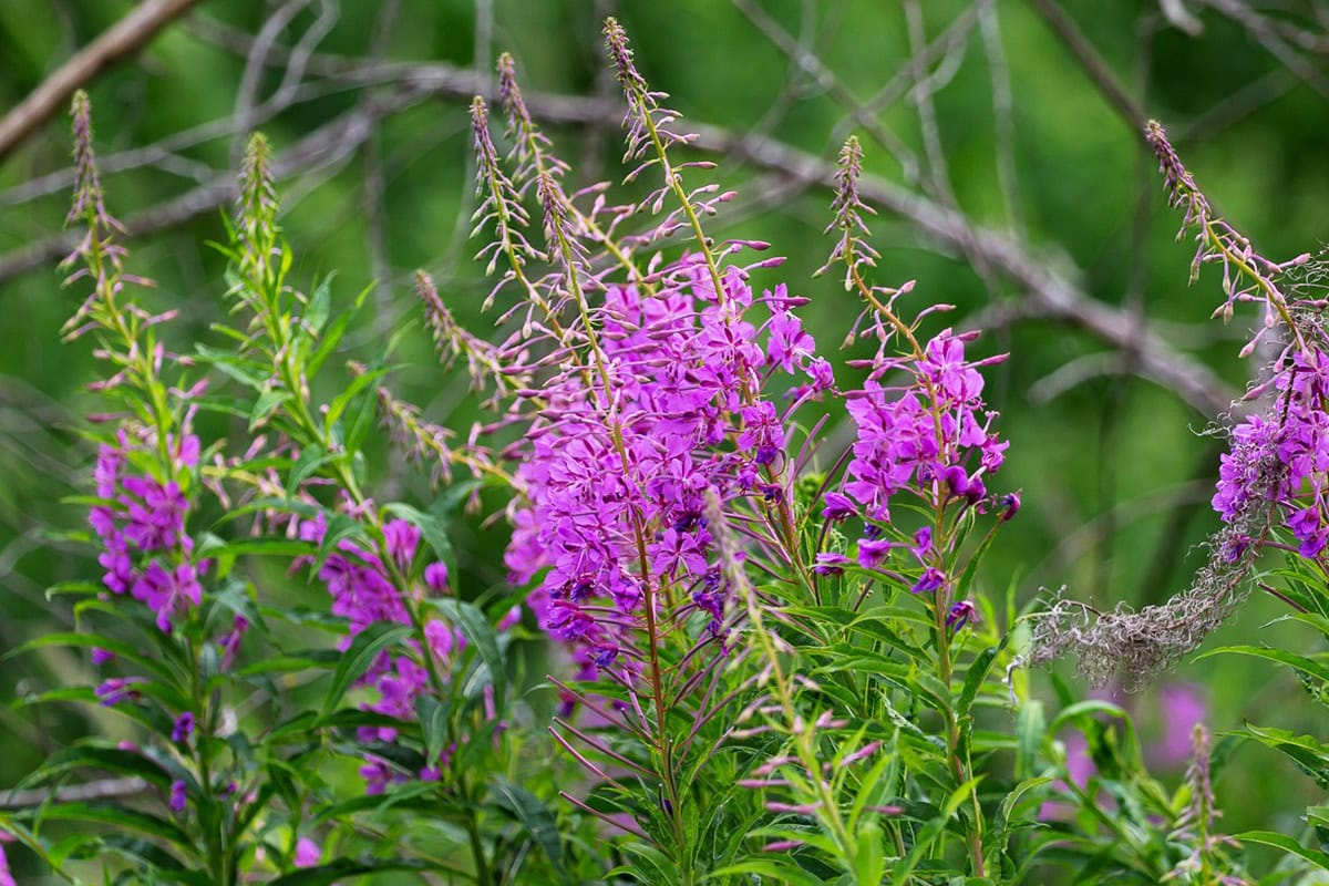 Roze bloemaren aan groene plant.