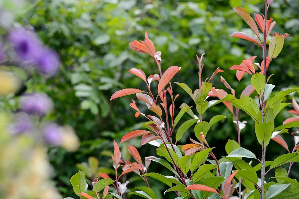 Plant met groene en rode bladeren.