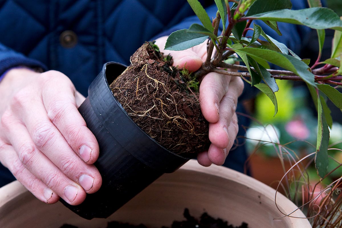 Iemand haalt glansmispel uit een plastic pot.