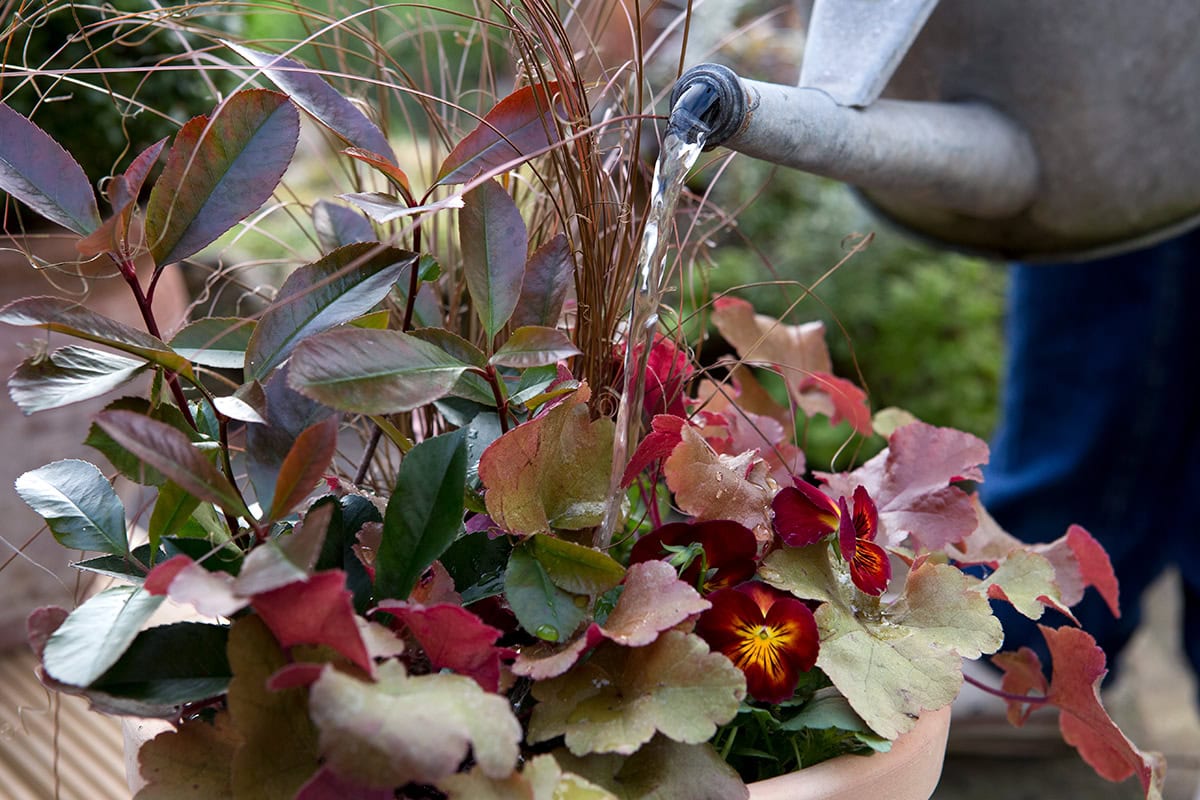 Pot met planten krijgt water met gieter.