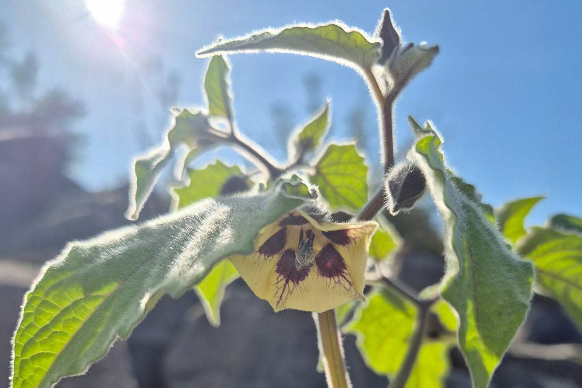 Gele bloem met paars hart aan groene plant.