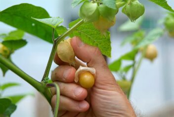 Iemand plukt goudbes van plant
