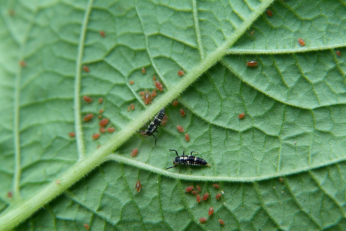 Lieveheersbeestjeslarven eten bladluis op goudbes.