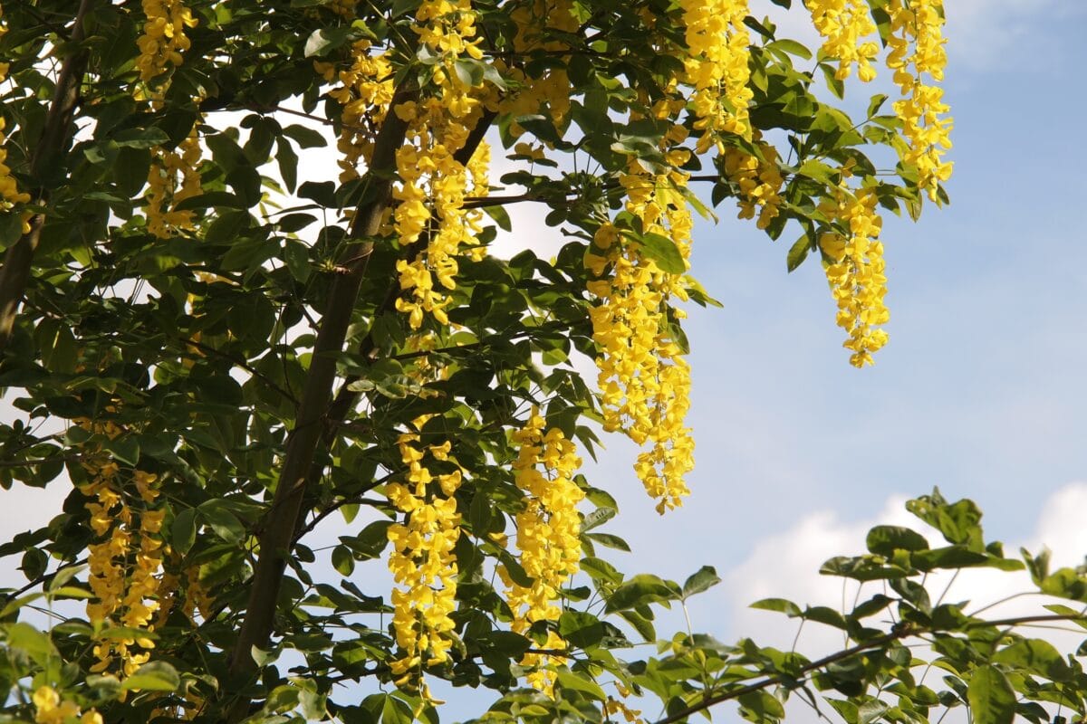 Goudenregen met hangende gele bloemtrossen en blauwe lucht.
