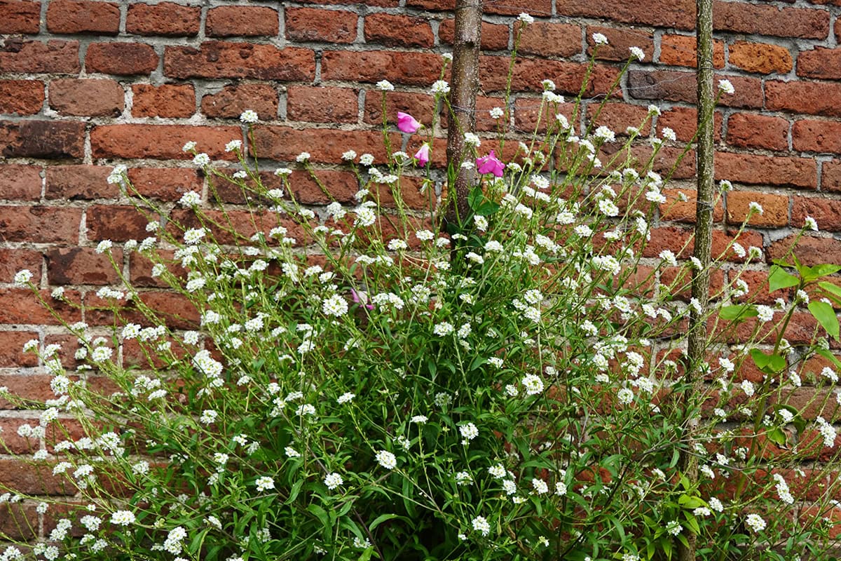 plant met witte bloemen tegen muur