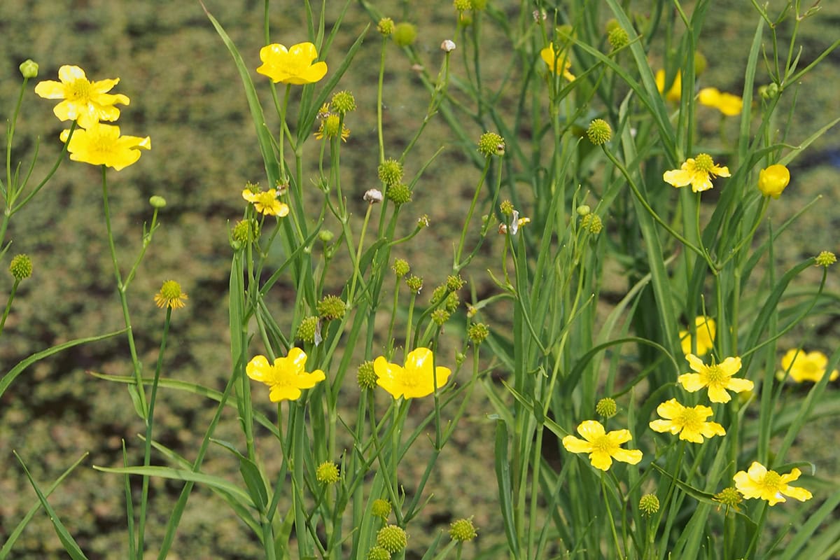 Gele bloemen op lange groene stelen met langwerpige groene bladeren