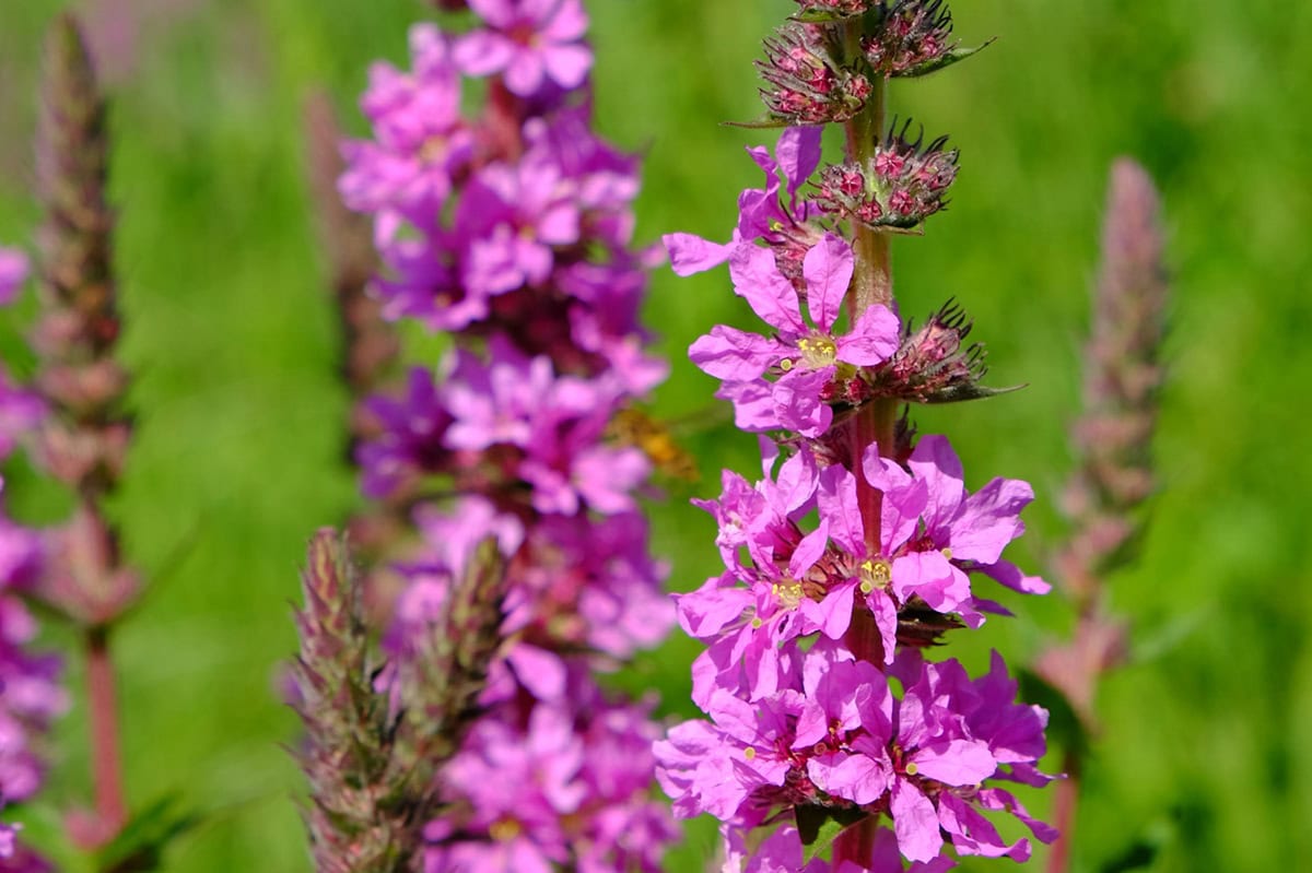 Roze bloemen aan lange bloemaar