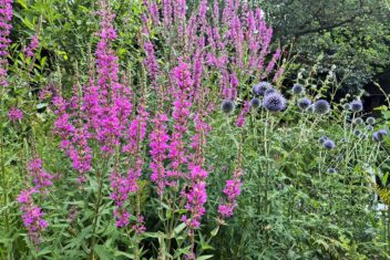 Roze bloemaren op hoge stengels, met ook blauwe bloemen.