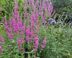 Roze bloemaren op hoge stengels, met ook blauwe bloemen.