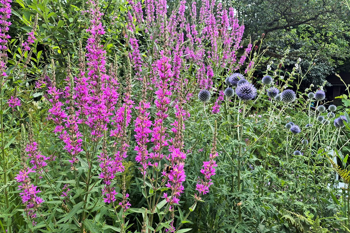 Roze bloemaren op hoge stengels, met ook blauwe bloemen.