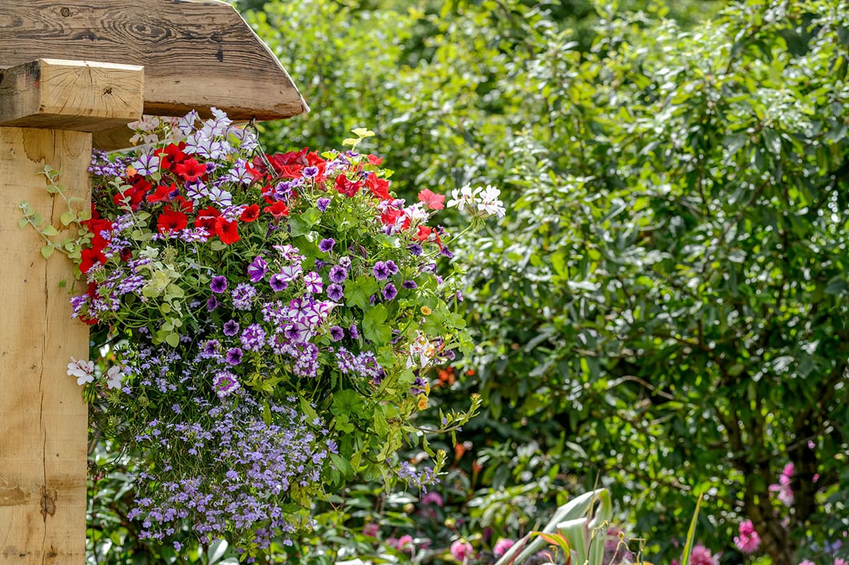 Hangmand met lobelias, petunia's en pelargoniums.