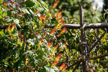 klimplant met gele en rode bloemen tegen hekwerk van hazelaartakken