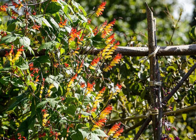 klimplant met gele en rode bloemen tegen hekwerk van hazelaartakken