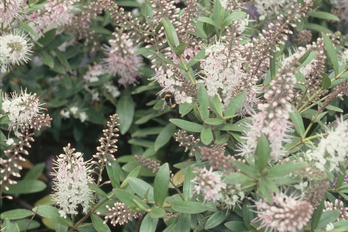 Witte bloemen van Hebe met groen blad en een hommel.