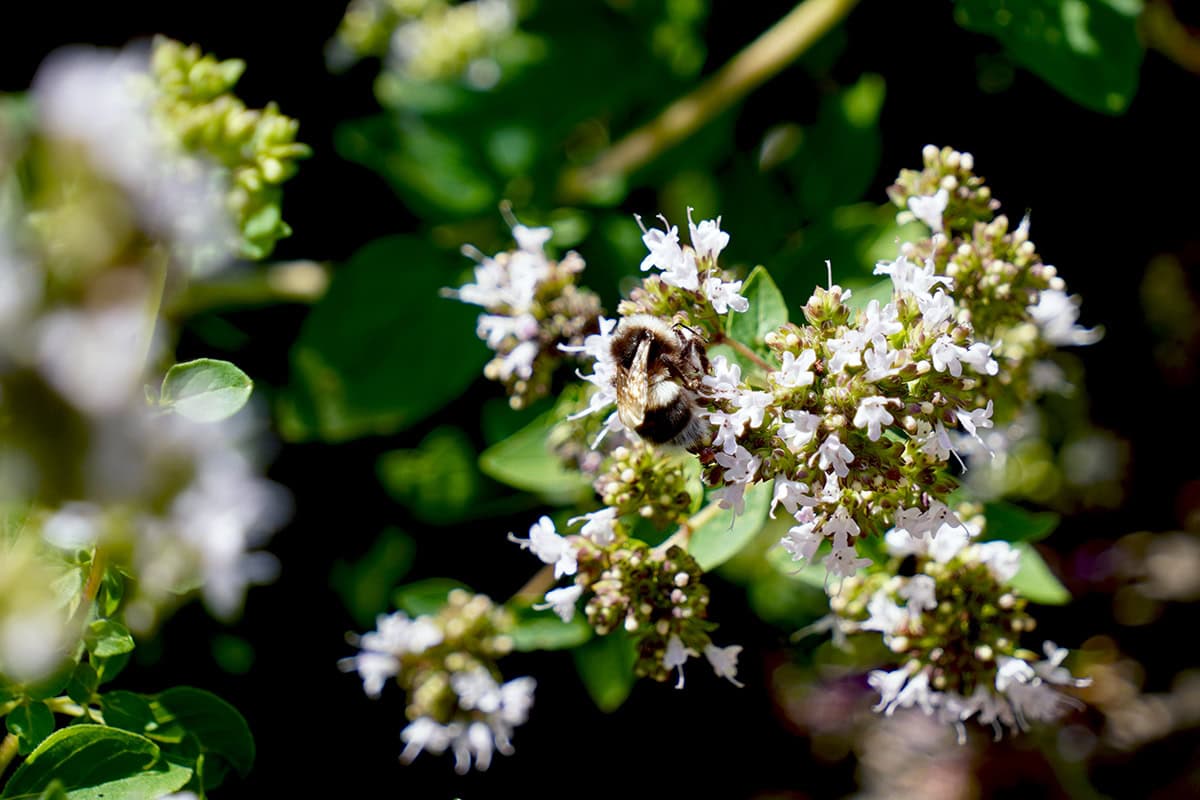 Hommel zit op witte bloemen en drinkt daarvan.