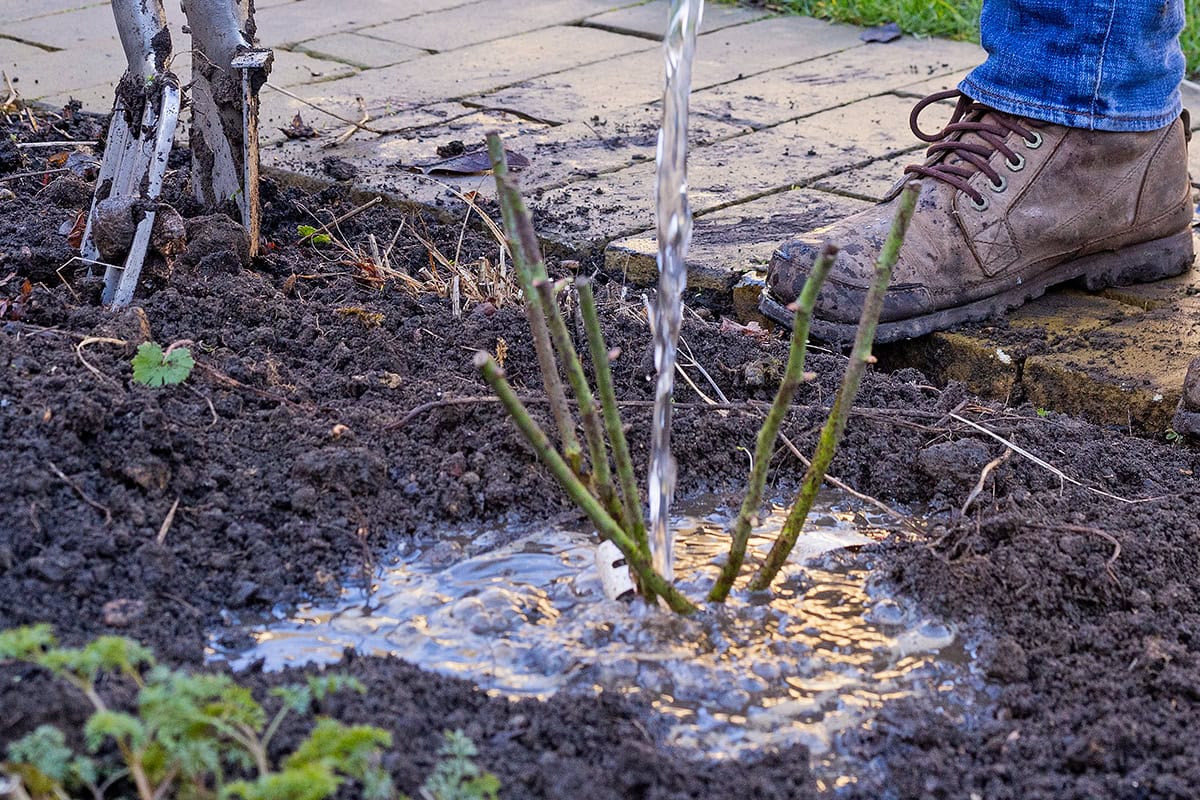Iemand geeft water aan aangeplante roos.