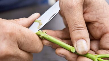 Close-up, de ene hand houdt een stek vast, de andere snijdt met een mesje het uiteinde eraf.
