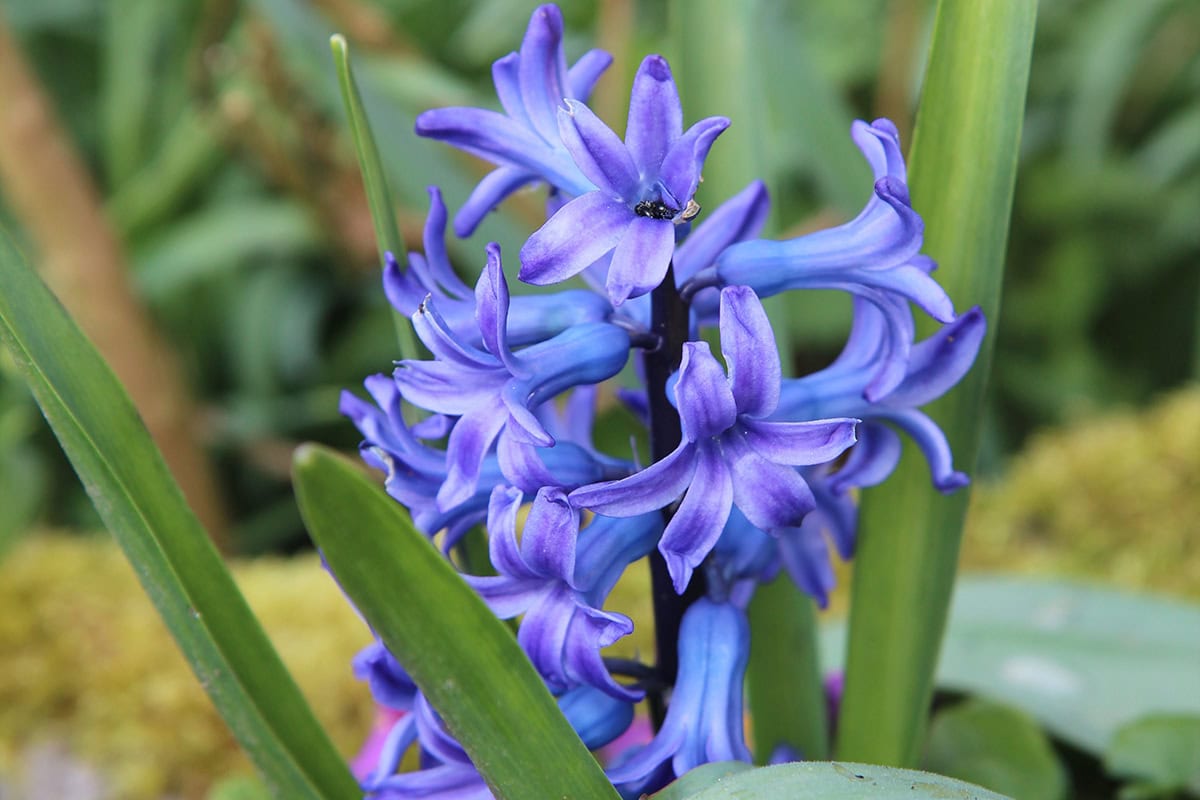 De felblauwe bloem van de hyacint in de tuin.