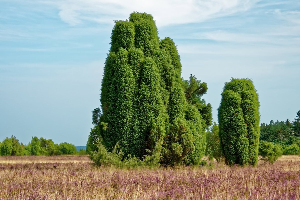 Groene bomen in heideveld