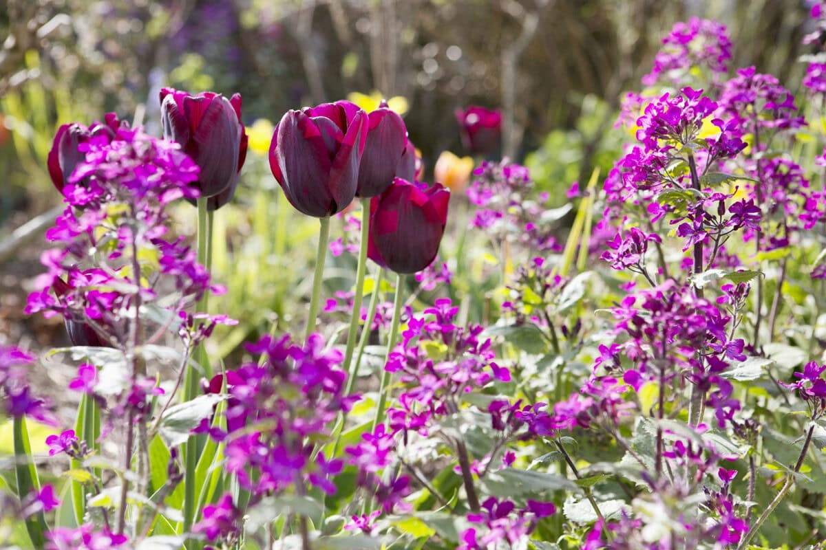 Roze-paarse judaspenning met donkerrode tulpebn in een tuinborder.
