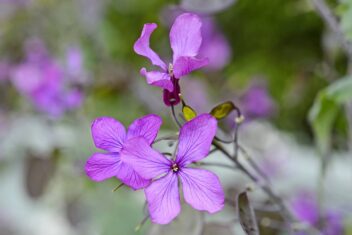 Close-up van de paarse bloem van judaspenning
