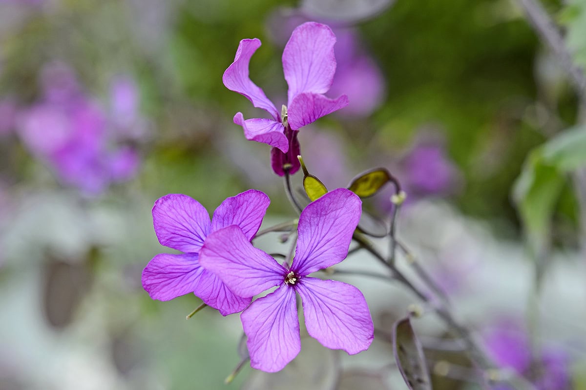 Close-up van de paarse bloem van judaspenning
