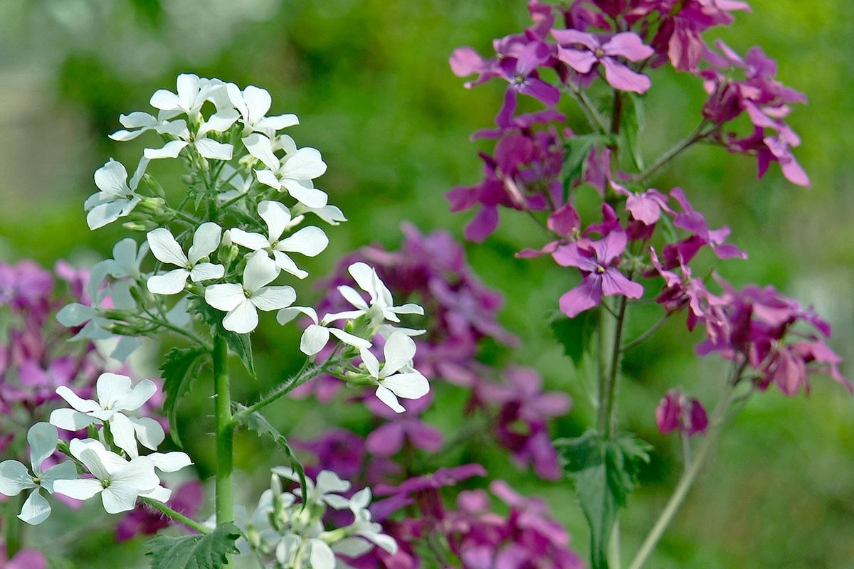 Witte en paarse bloem van judaspenning in de tuin.