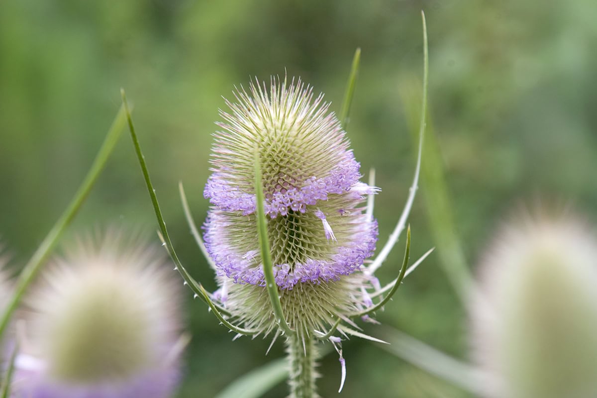 Stekelig bloemhoofd met kleine paarse lintbloemen.