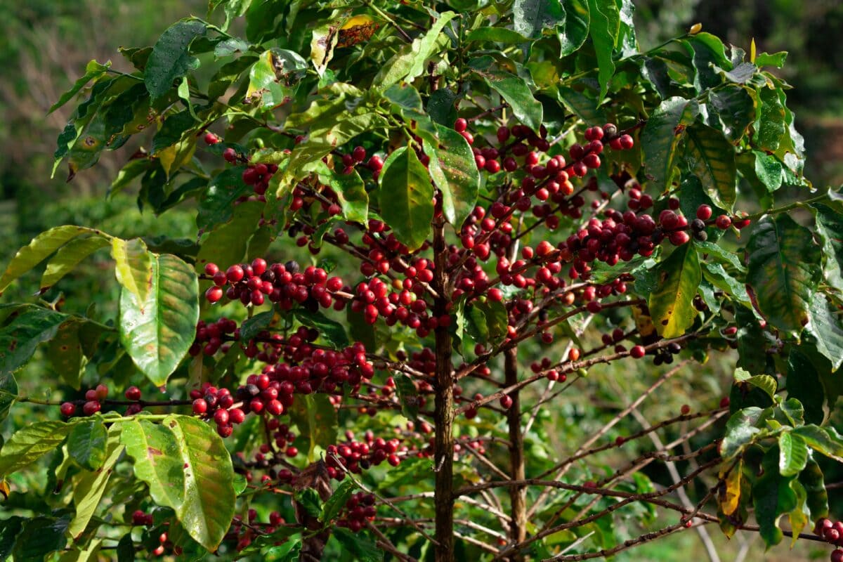 Een koffieplant met rode bessen.