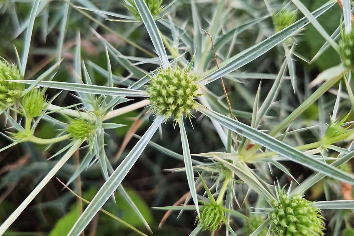 plant met scherpe bladeren