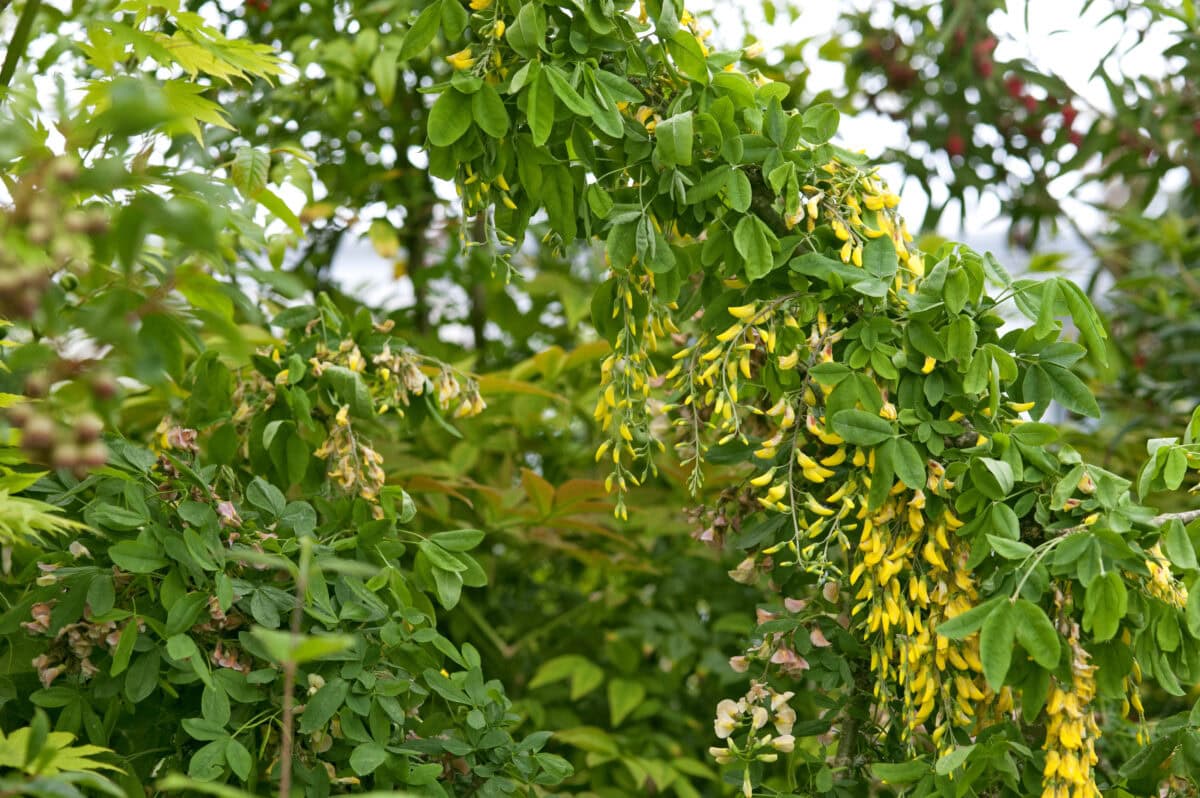 Gele bloemen en groen blad van Amdam goudenregen.