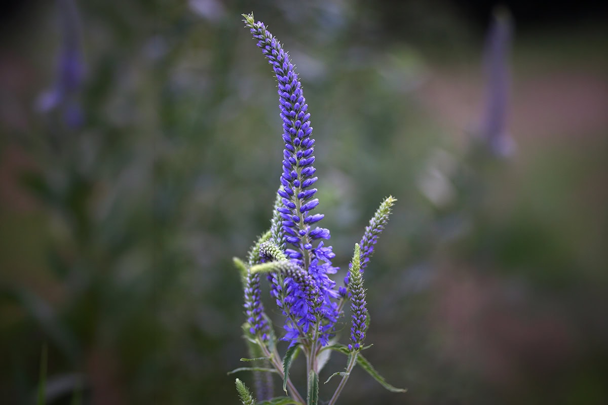 Hoge bloemaar met blauwe bloempjes