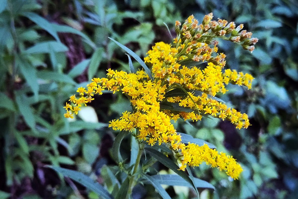 Plant met gele bloementrossen