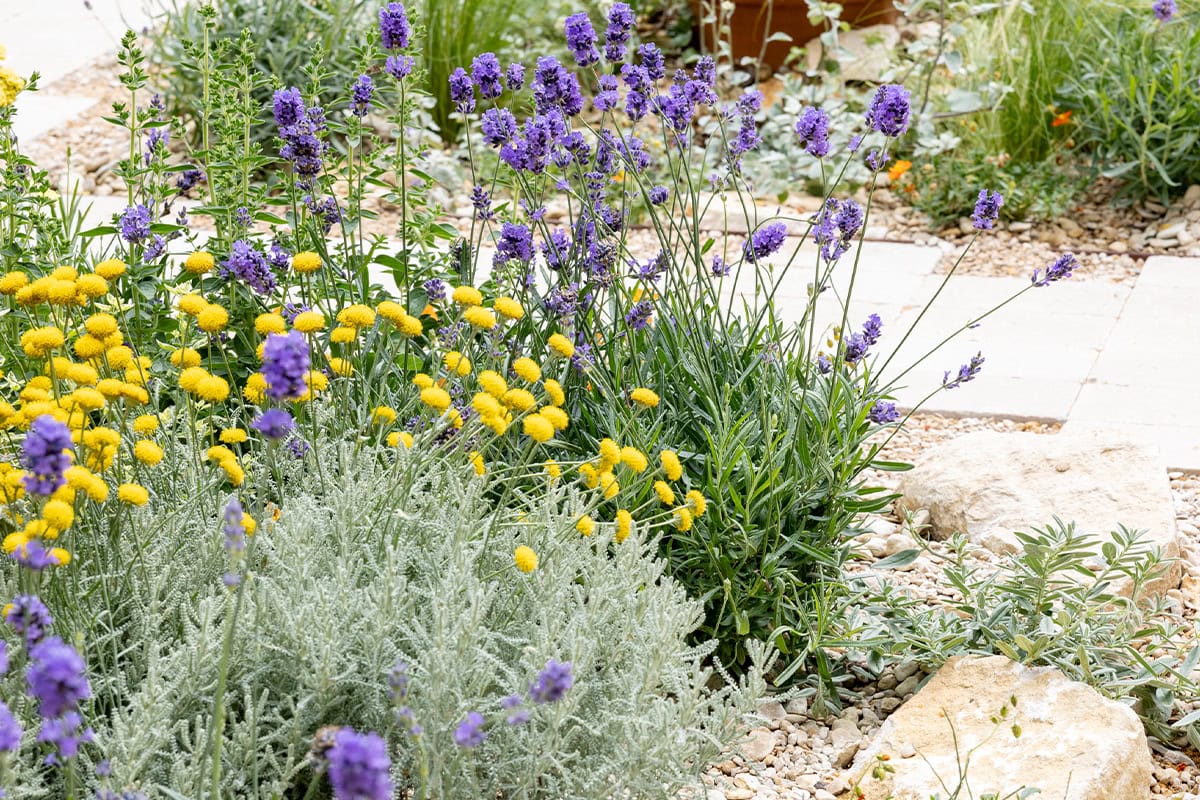 Lavendel en heiligenbloem in een border.