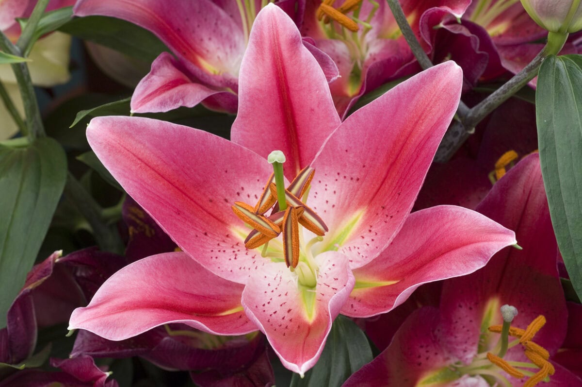 Roze bloem van Oeriëntaalse lelie 'Pico'