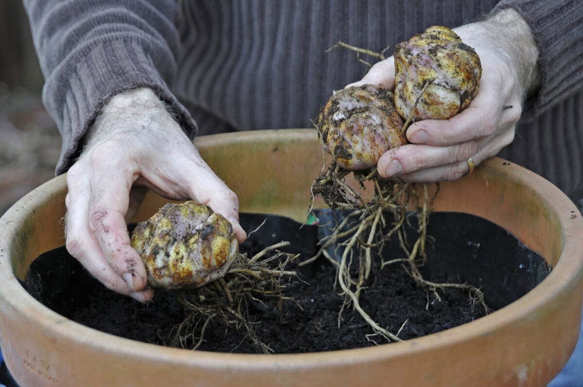 Iemand plant lelie-bollen in een pot met aarde.