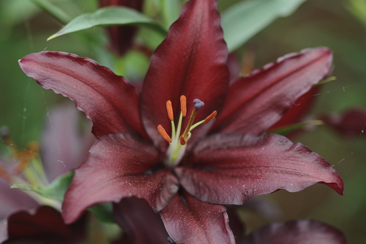 Chocolade-bruine bloem van lelie 'Firebolt'