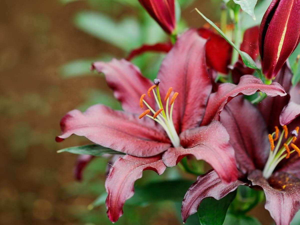geurende rode bloemen van de oosterse lelie Firebolt