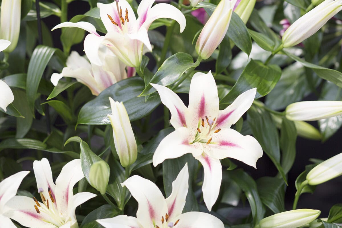 Wit met roze bloemen van de lelie 'Nymph'