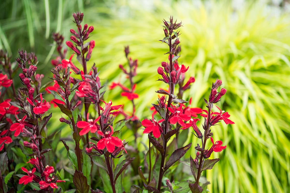 Groenpaarse stengels met dieprode bloemen.