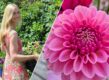 Links: Loes Fransen met een krat planten. Rechts: een roze dahlia close-up.