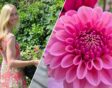 Links: Loes Fransen met een krat planten. Rechts: een roze dahlia close-up.