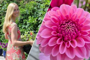 Links: Loes Fransen met een krat planten. Rechts: een roze dahlia close-up.