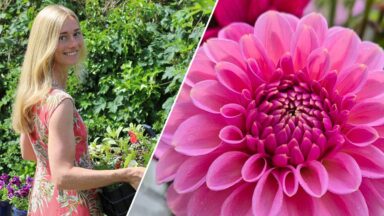 Links: Loes Fransen met een krat planten. Rechts: een roze dahlia close-up.
